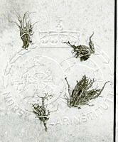 NP066285.jpg